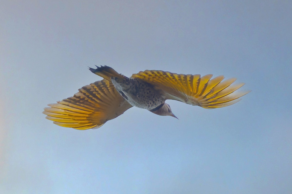 Northern Flicker - ML634486562