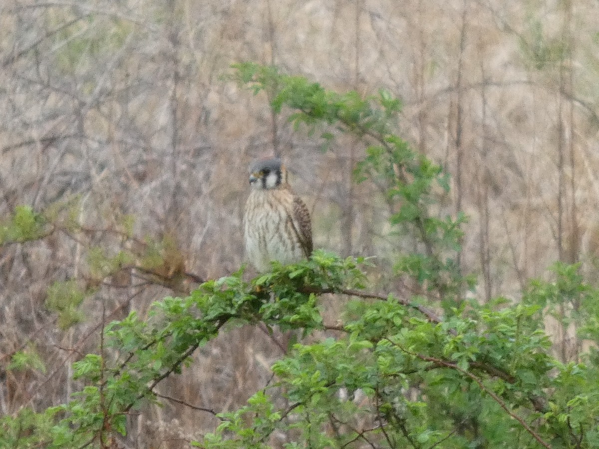 American Kestrel - ML634486571