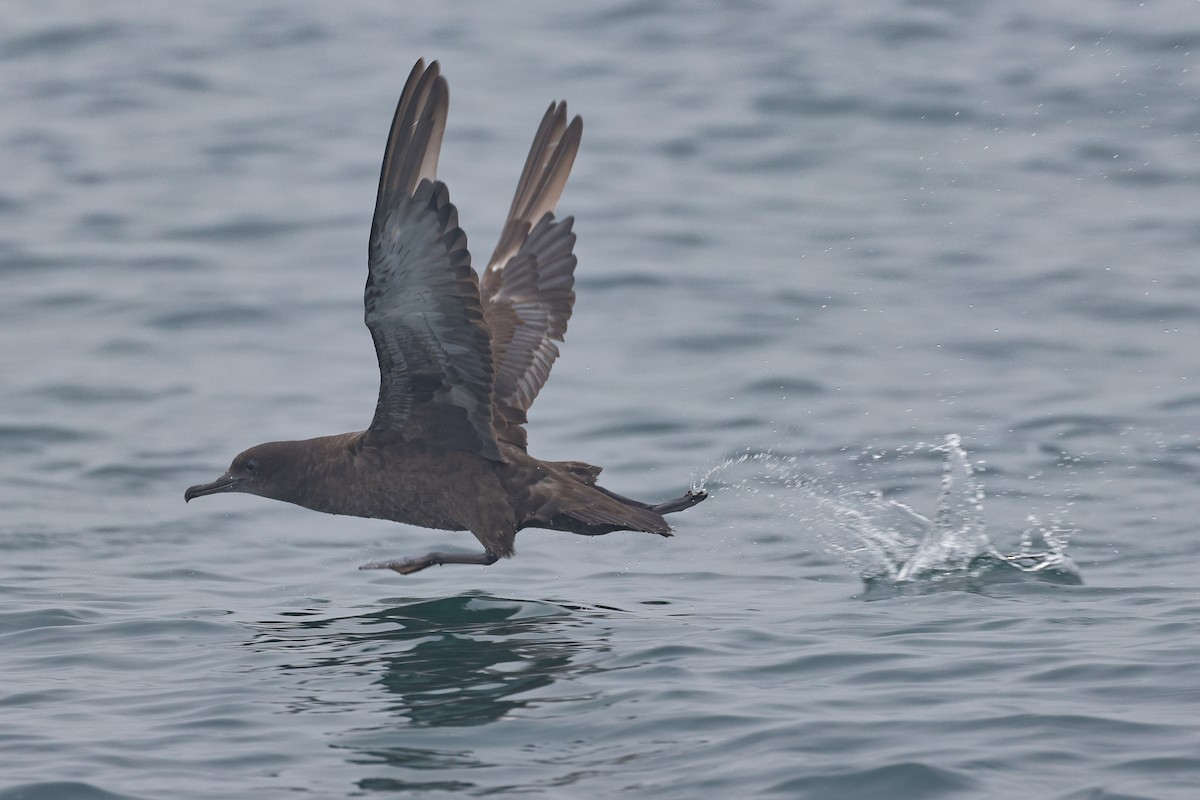 Sooty Shearwater - ML634486677