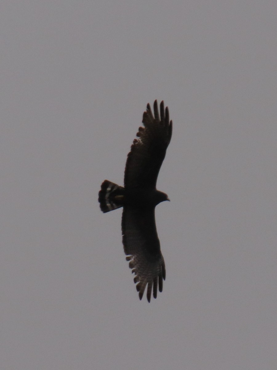 Zone-tailed Hawk - ML634486778