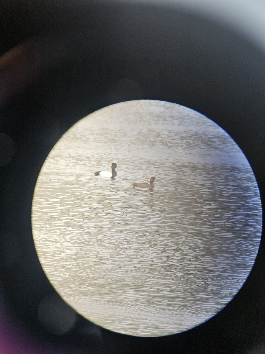 Lesser Scaup - ML634486840