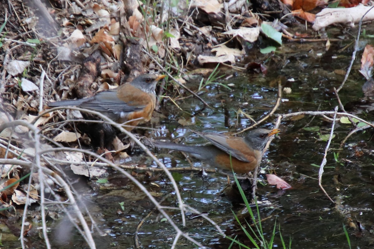 Rufous-backed Robin - ML634487015