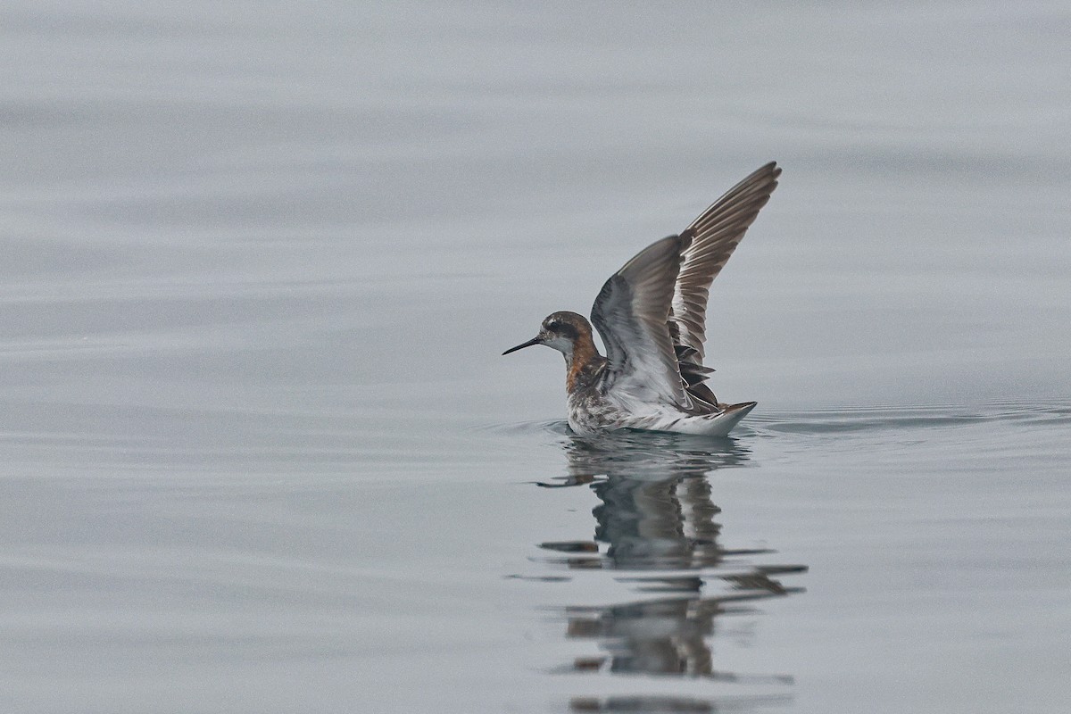 Red-necked Phalarope - ML634487094