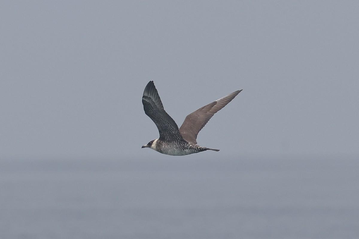 Pomarine Jaeger - ML634487152