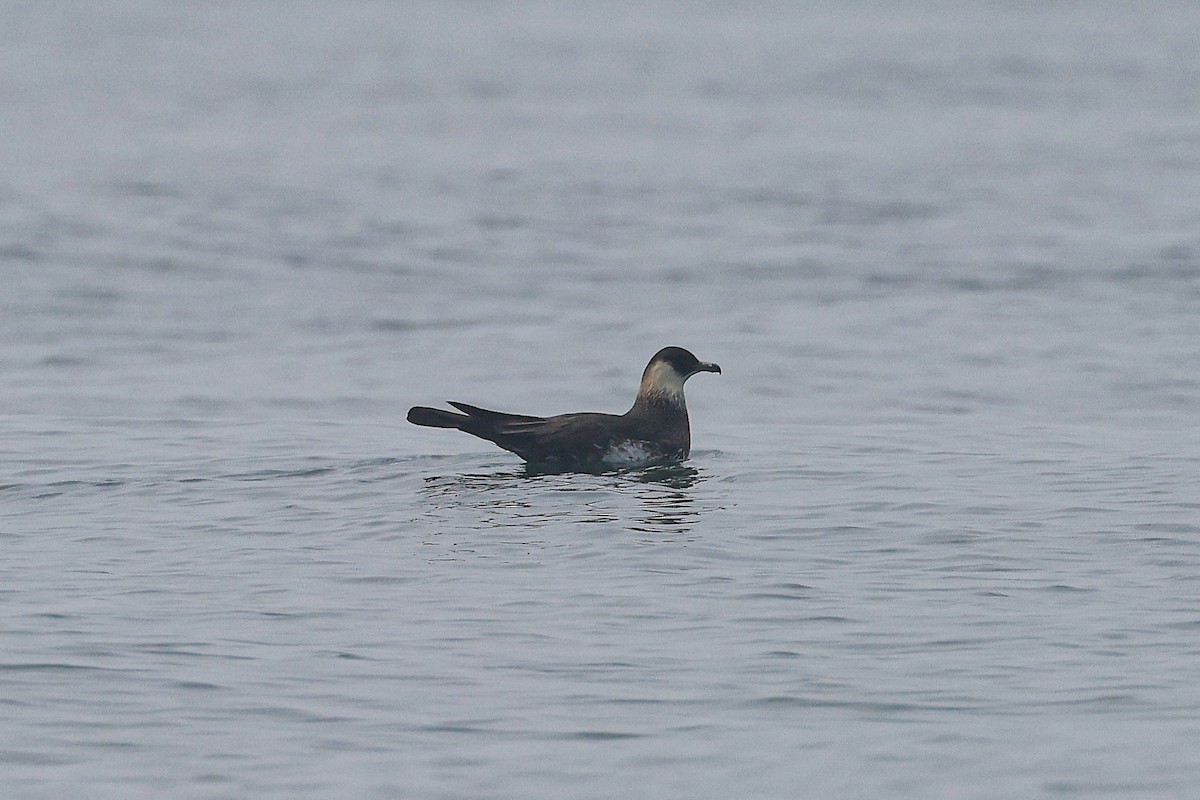 Pomarine Jaeger - ML634487154