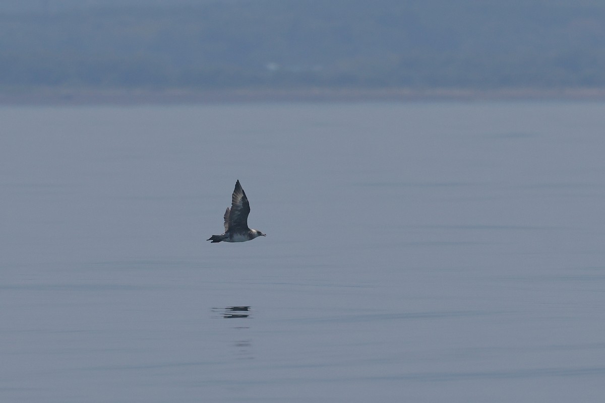 Pomarine Jaeger - ML634487156