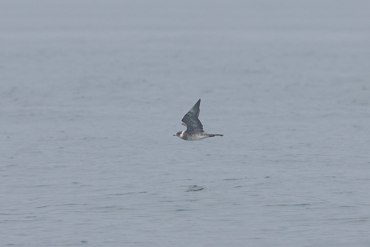 Pomarine Jaeger - ML634487157