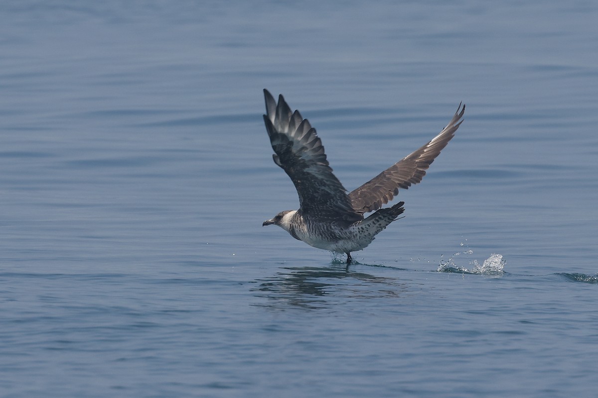 Pomarine Jaeger - ML634487158