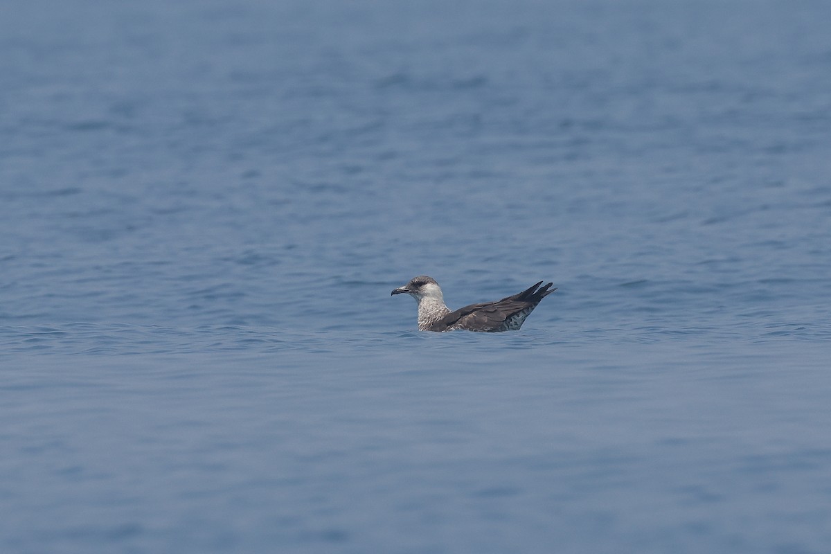 Pomarine Jaeger - ML634487159