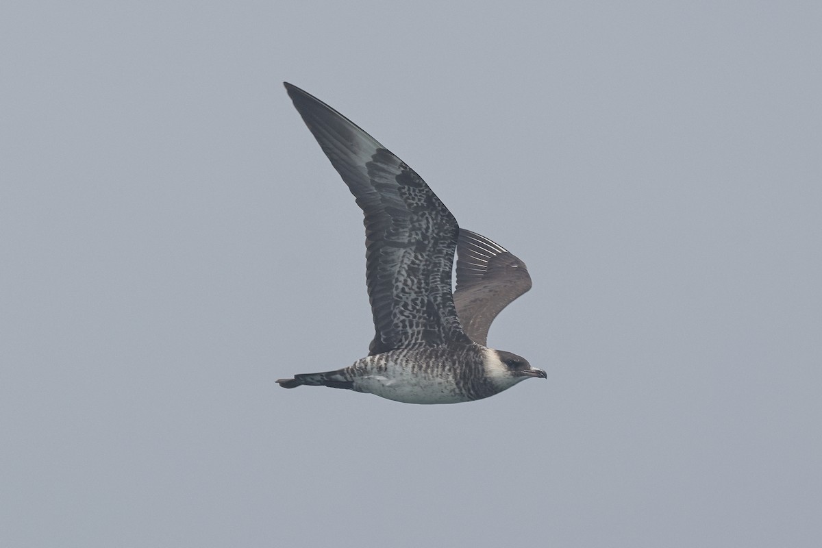 Pomarine Jaeger - ML634487160