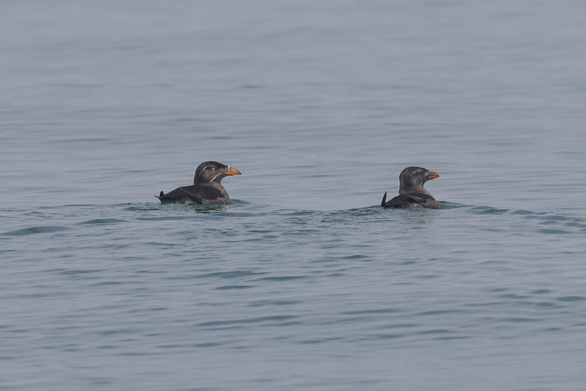 Rhinoceros Auklet - ML634487235