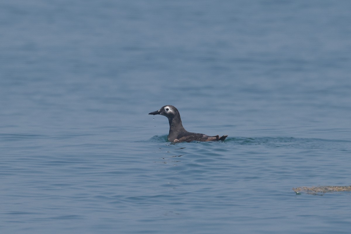 Spectacled Guillemot - ML634487266