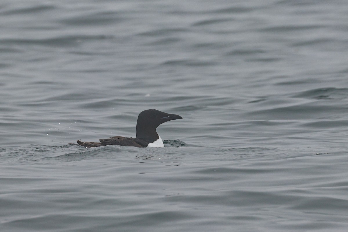 Guillemot de Brünnich - ML634487291