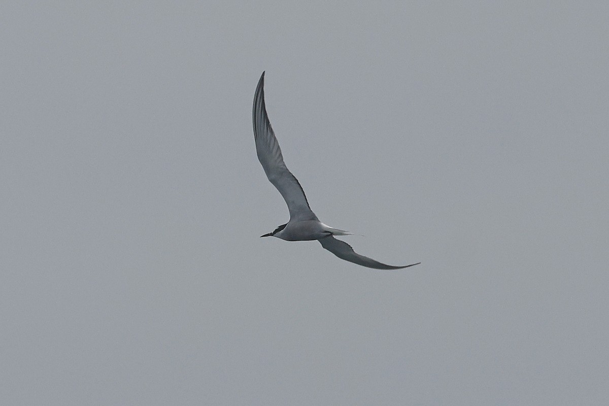 Aleutian Tern - ML634487331