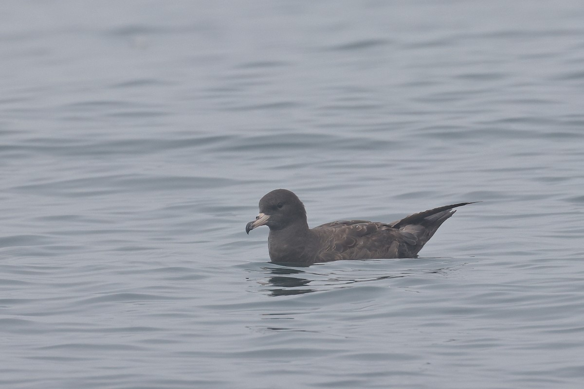 Flesh-footed Shearwater - ML634487357