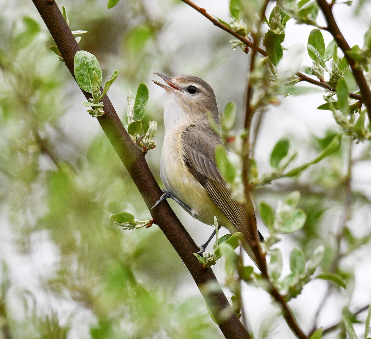 Warbling Vireo - ML634487391