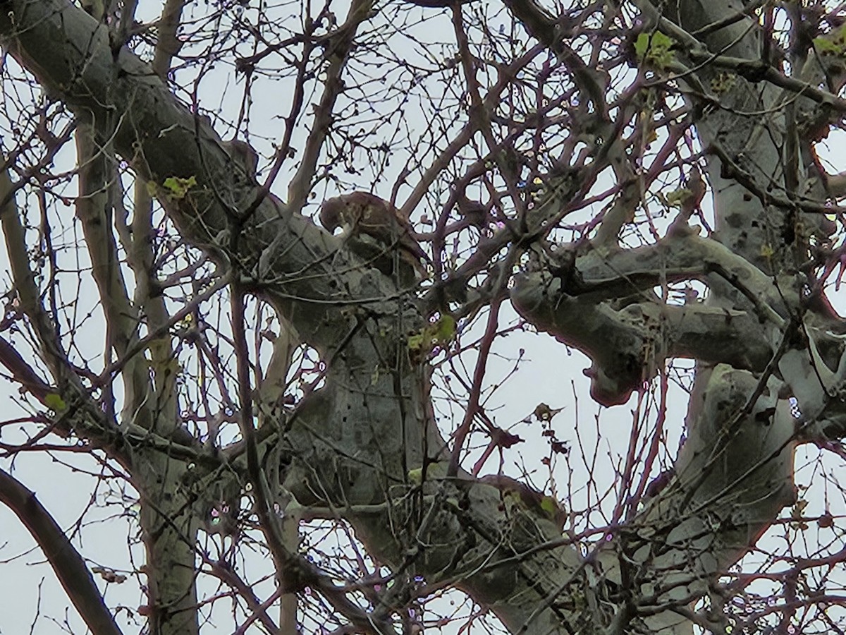 Red-tailed Hawk - ML634487474