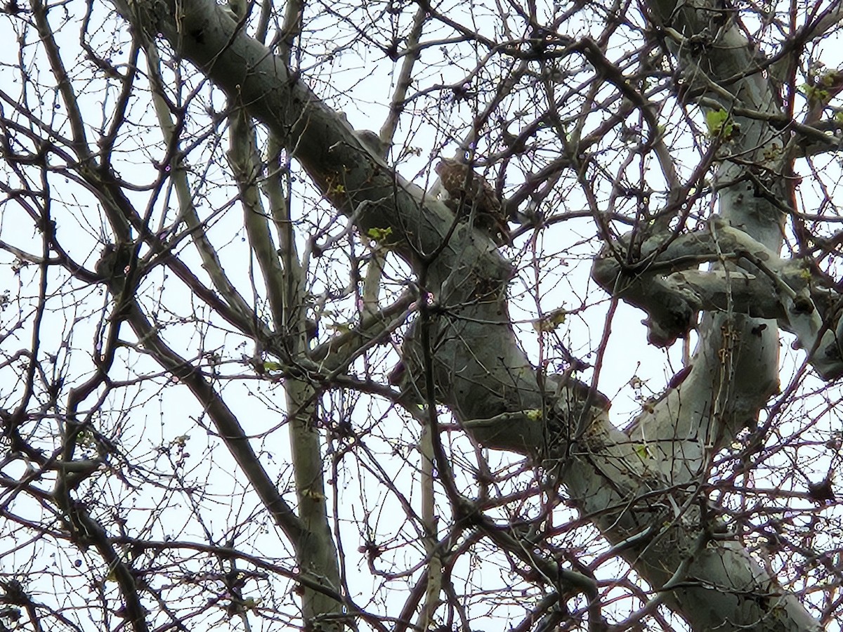 Red-tailed Hawk - ML634487475