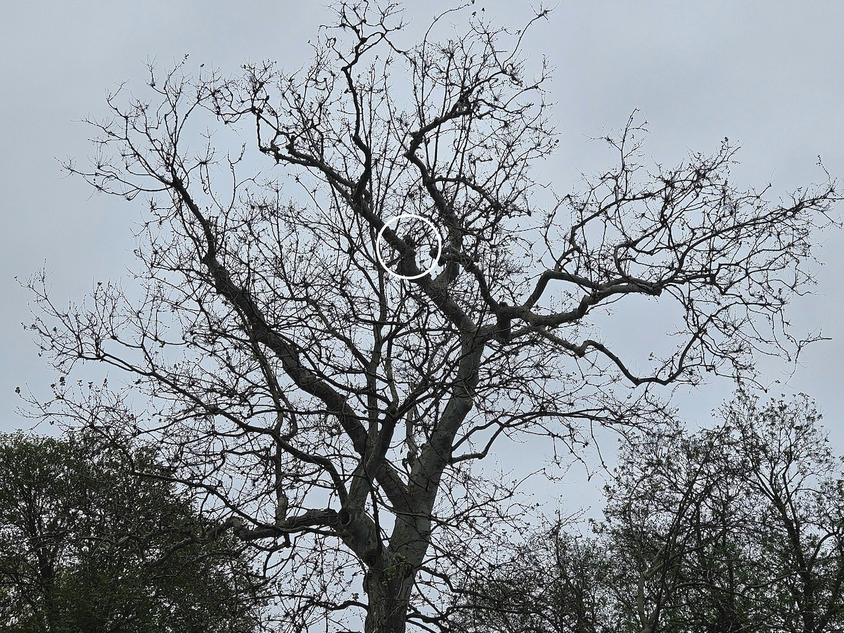Red-tailed Hawk - ML634487576