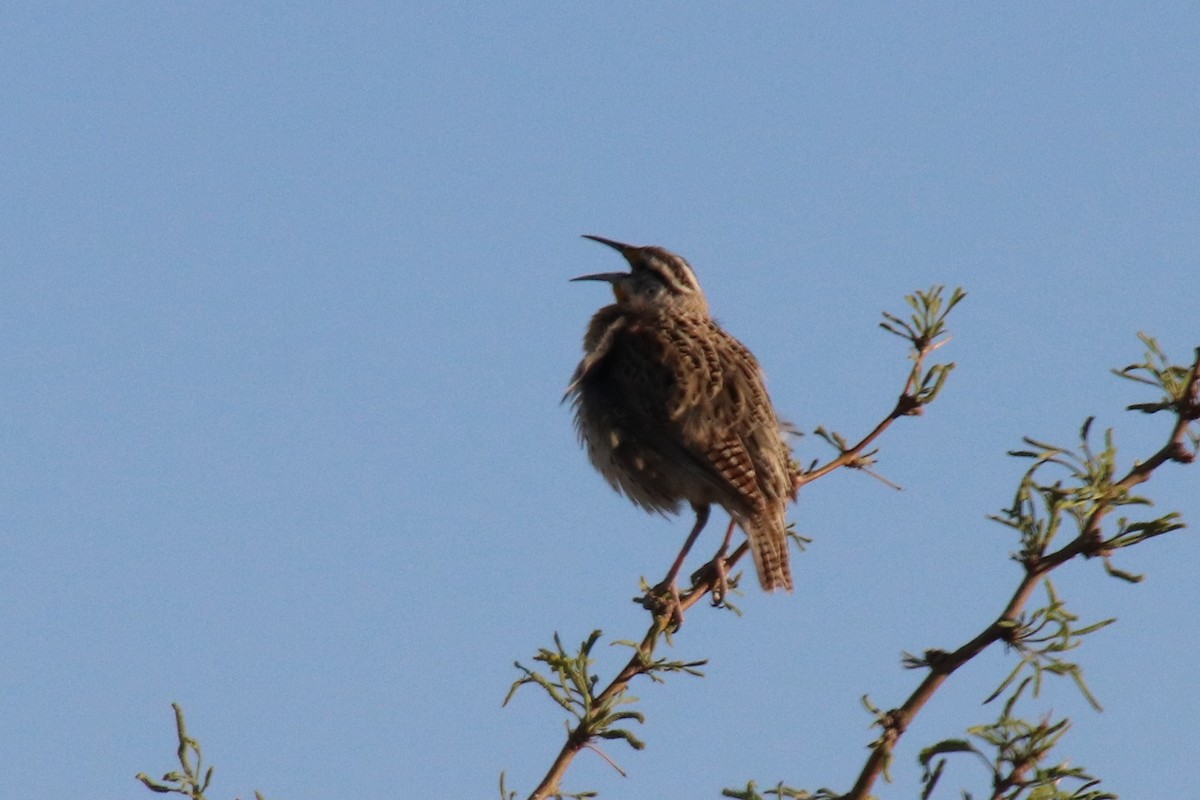 Chihuahuan Meadowlark - ML634487811