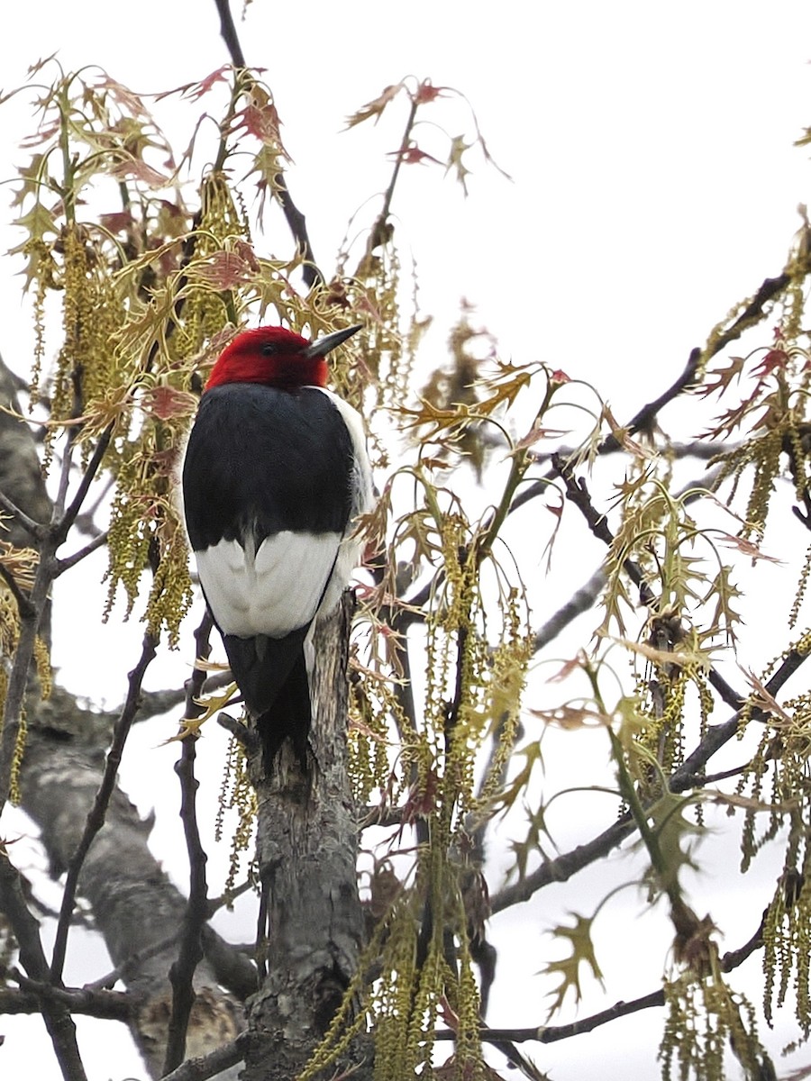 Pic à tête rouge - ML634487935
