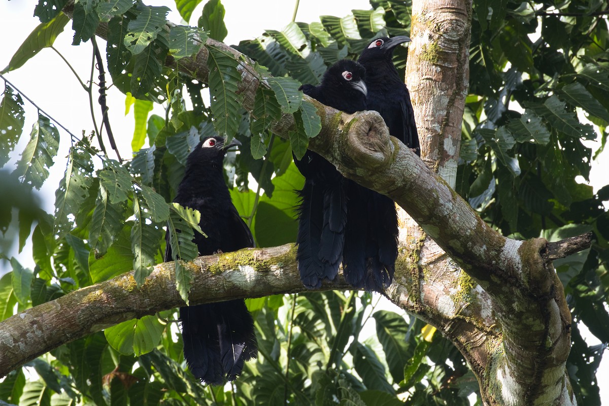 Violaceous Coucal - ML634487991