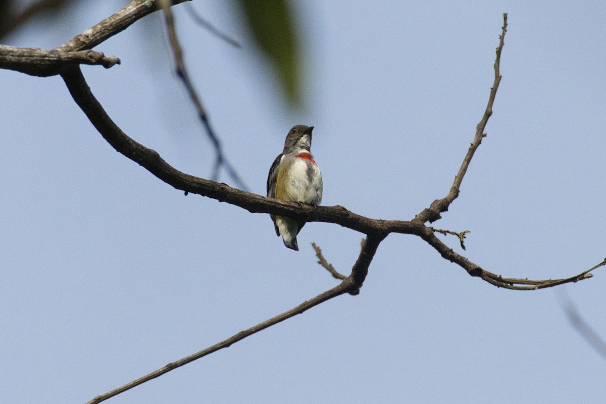 Red-banded Flowerpecker - ML634488011