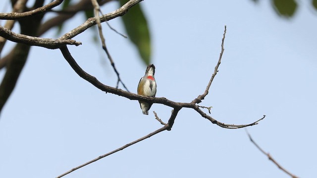 Red-banded Flowerpecker - ML634488015