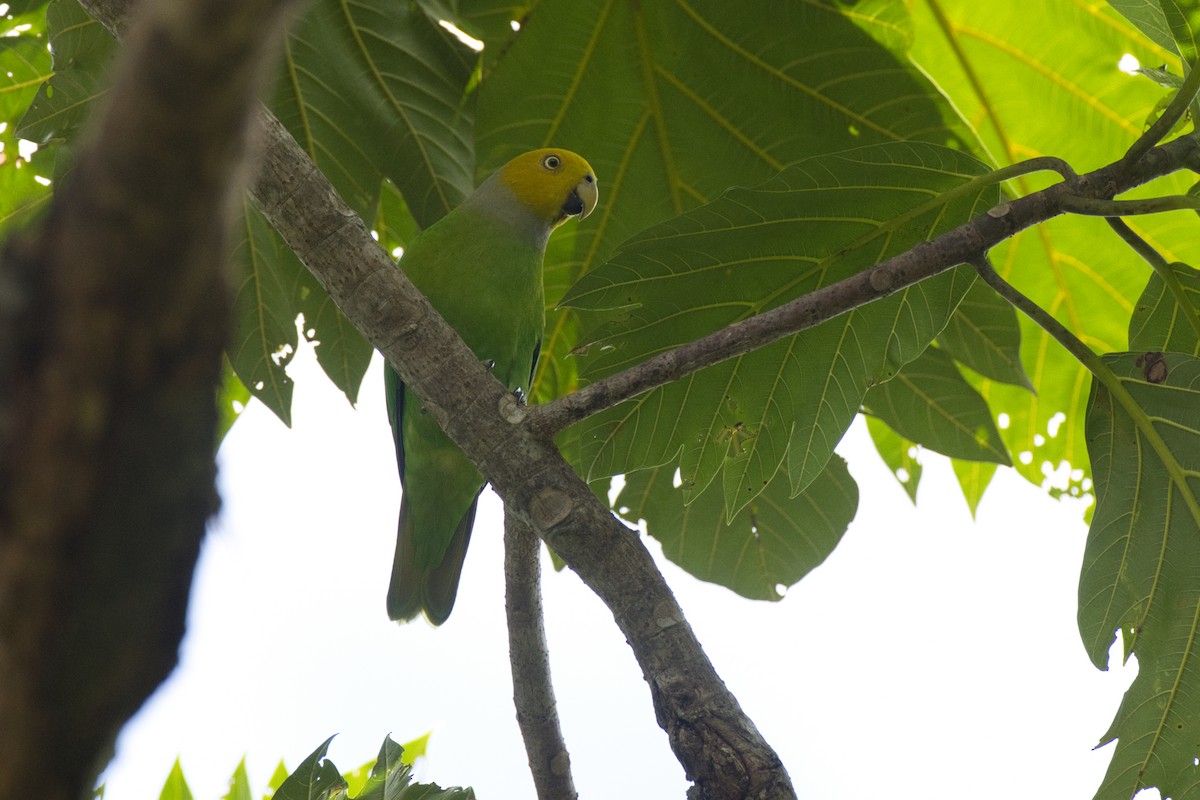 Singing Parrot - ML634488029