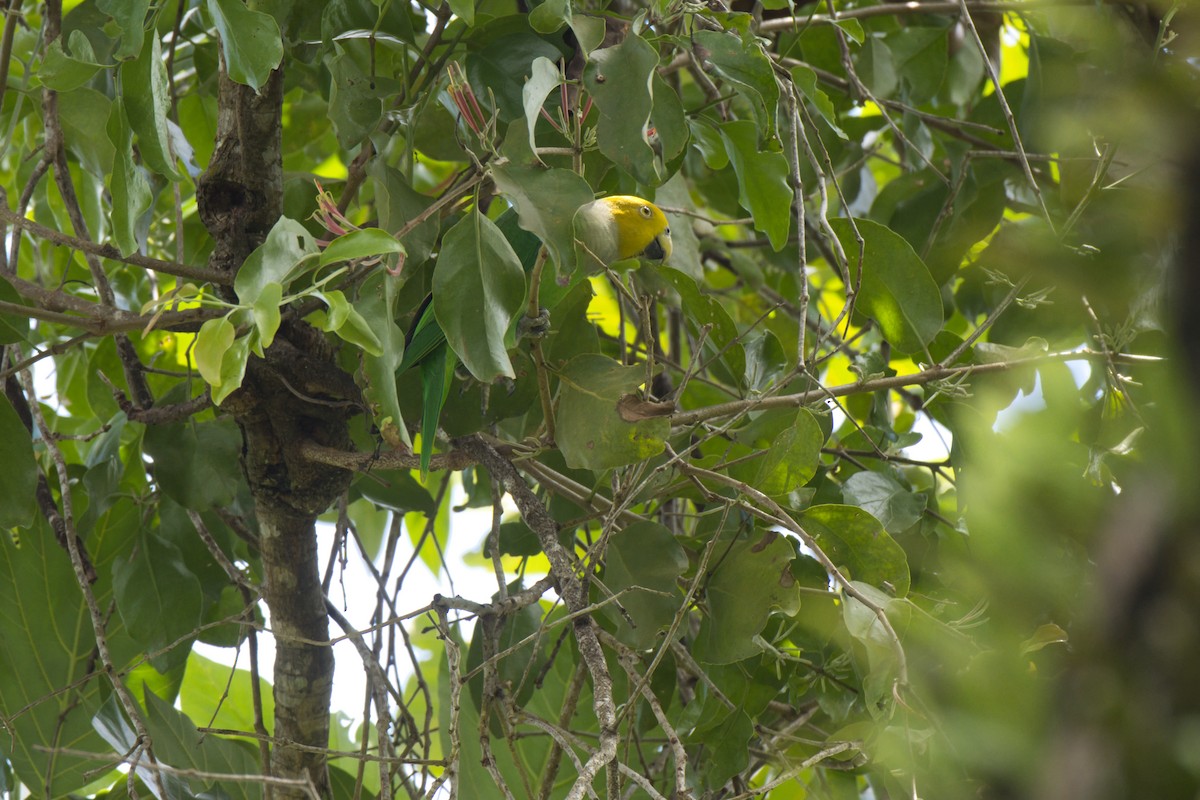 Singing Parrot - ML634488030