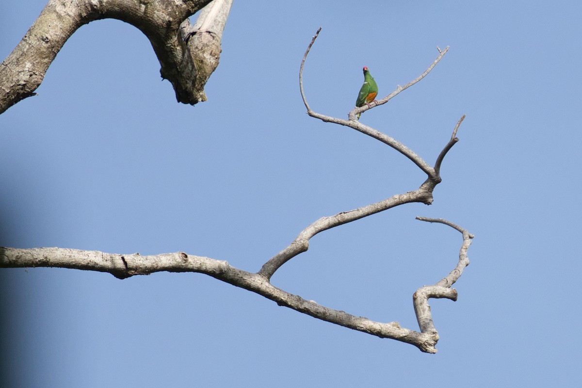 Knob-billed Fruit-Dove - ML634488063