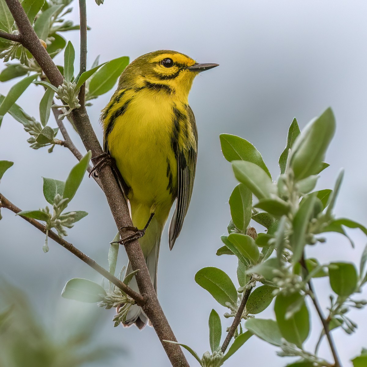 Prairie Warbler - ML634488329