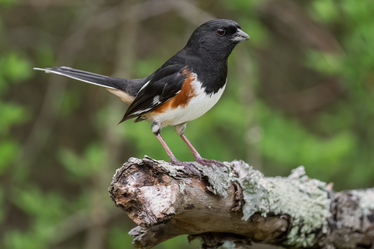 Eastern Towhee - ML634488341
