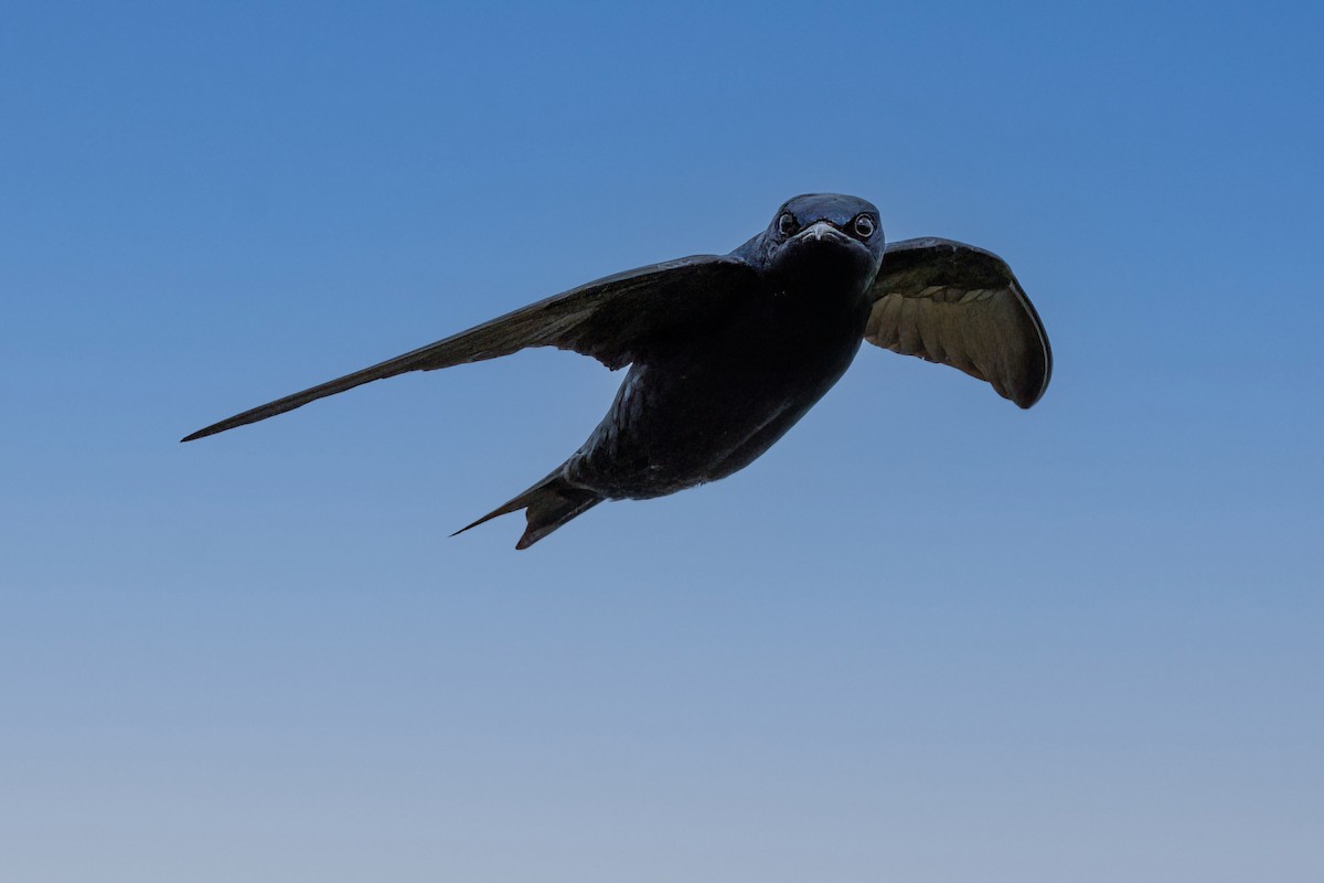 Purple Martin - ML634488376