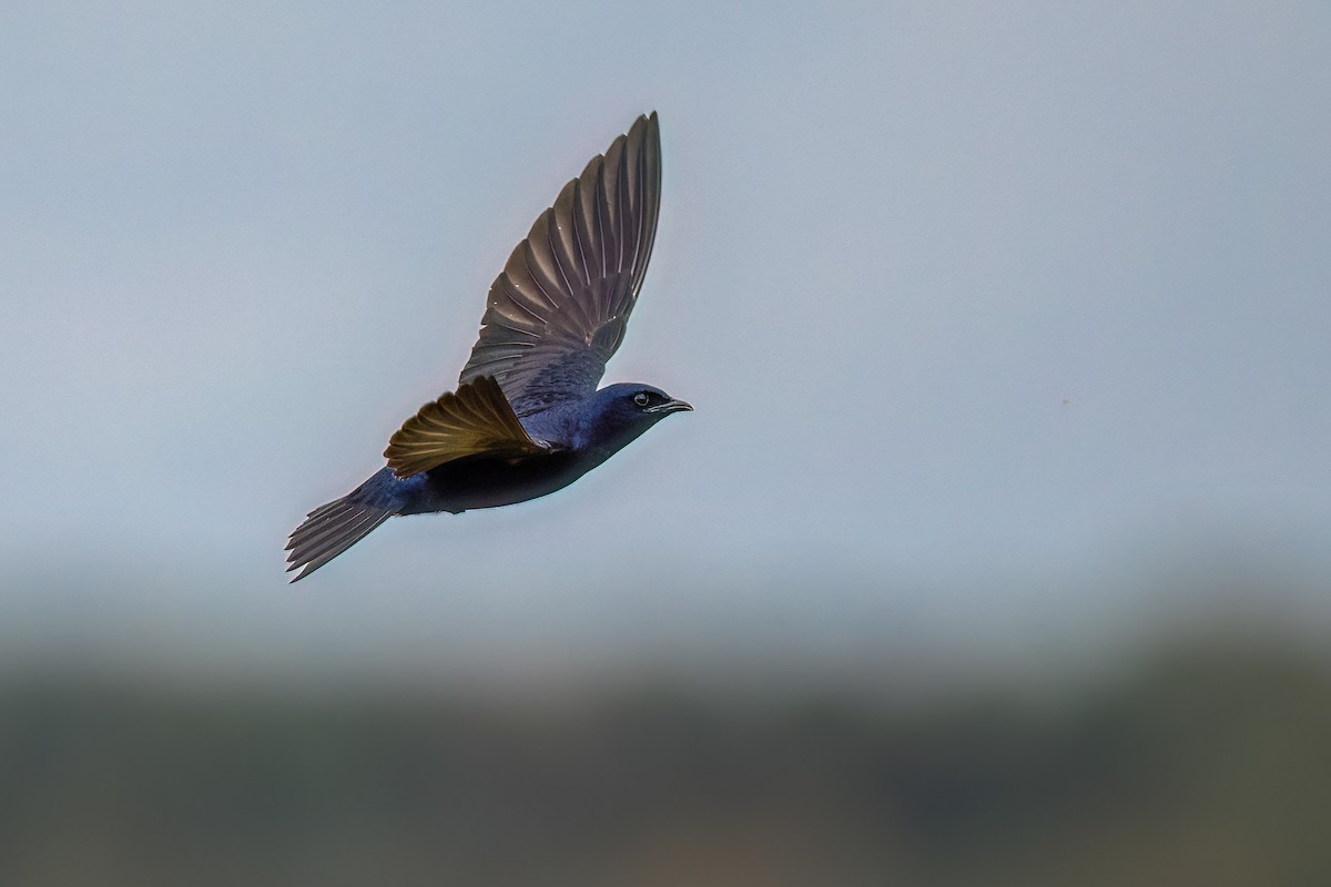 Purple Martin - ML634488377