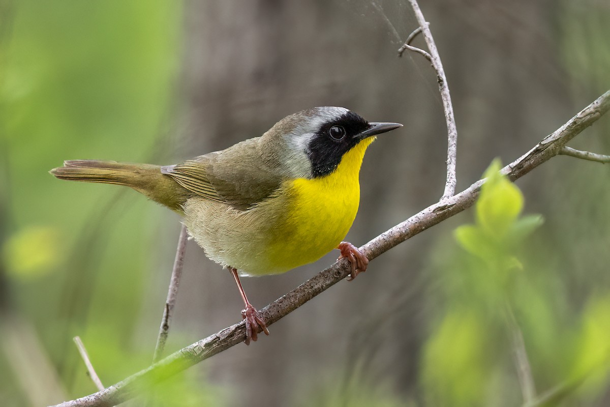Common Yellowthroat - ML634488397