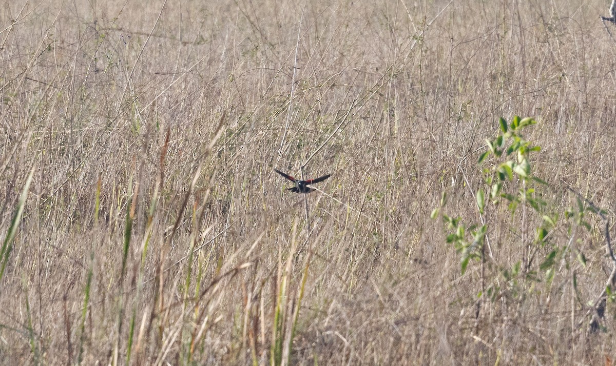 Red-shouldered Blackbird - ML634488478