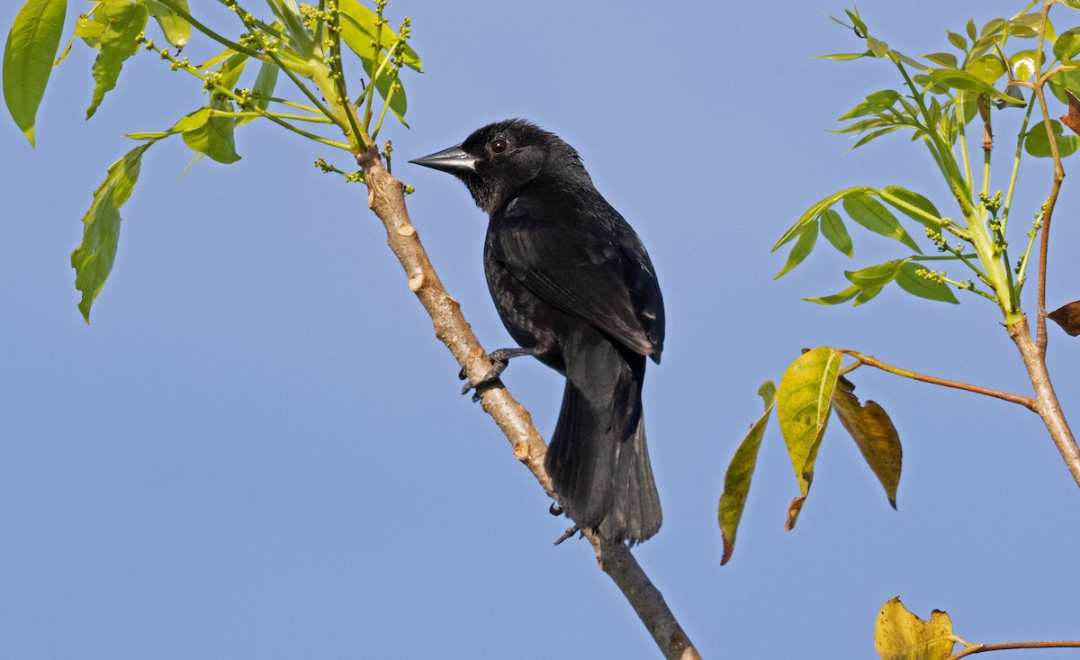 Red-shouldered Blackbird - ML634488479