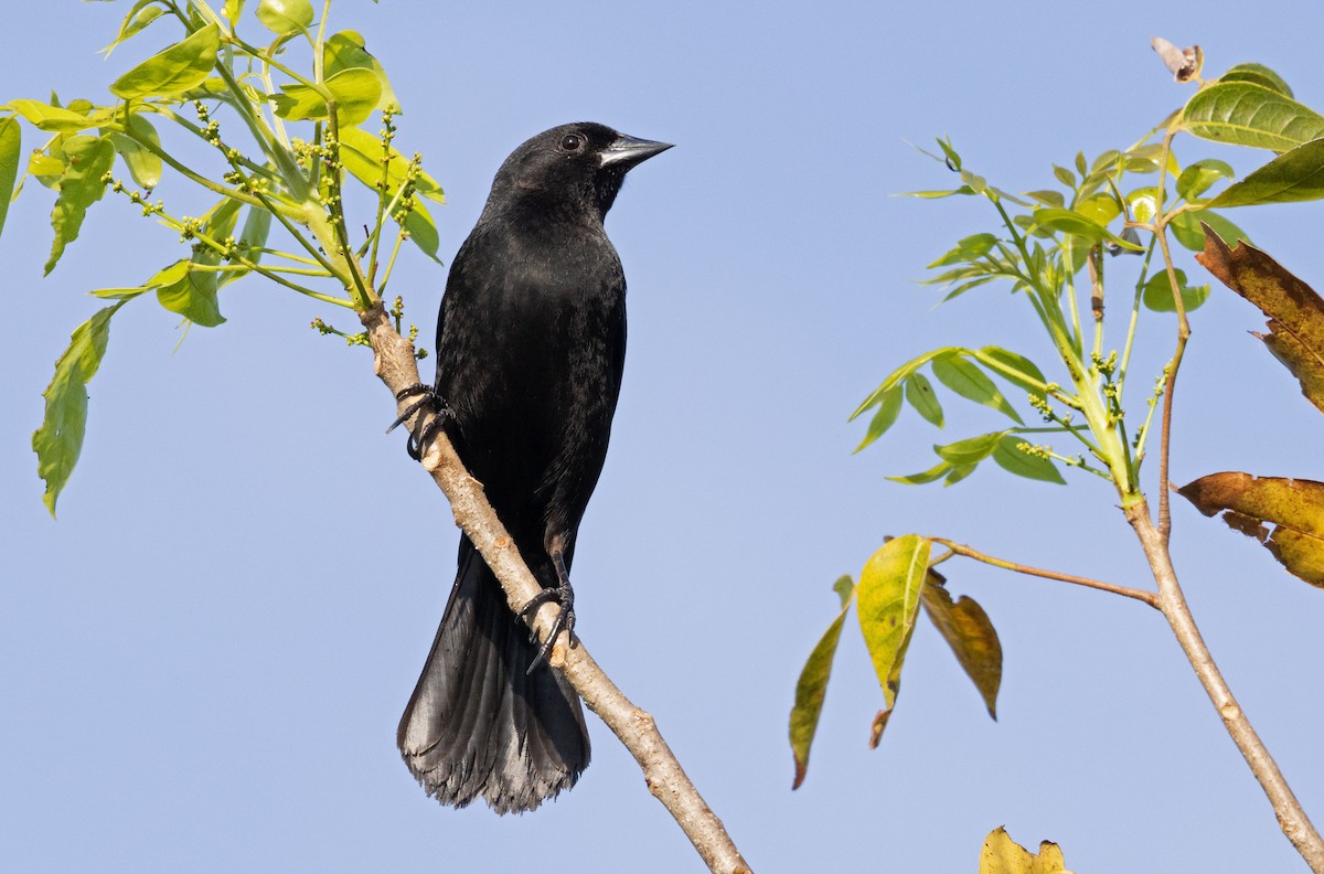Red-shouldered Blackbird - ML634488480