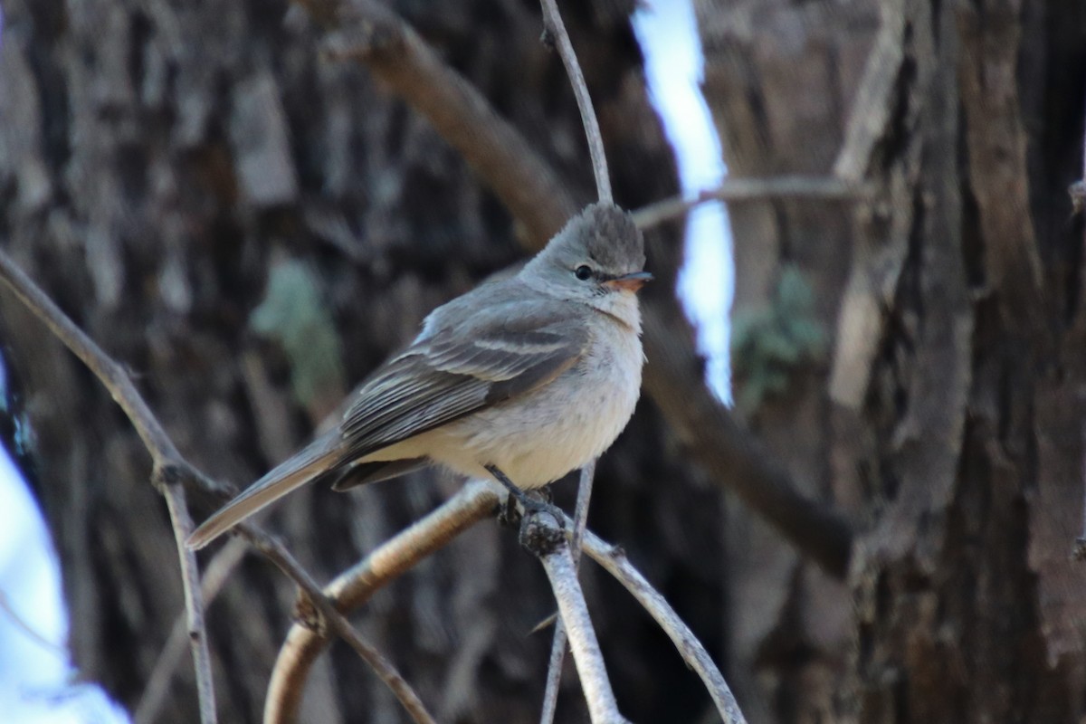 Northern Beardless-Tyrannulet - ML634488482