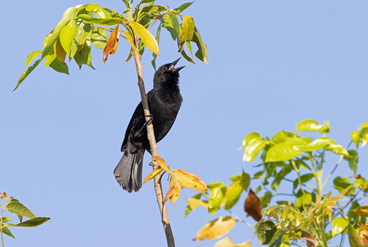 Red-shouldered Blackbird - ML634488483