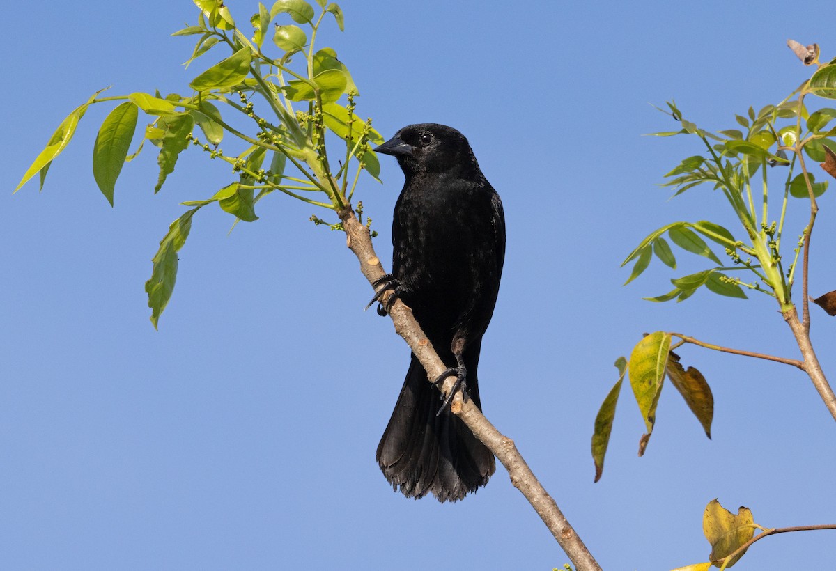 Red-shouldered Blackbird - ML634488484