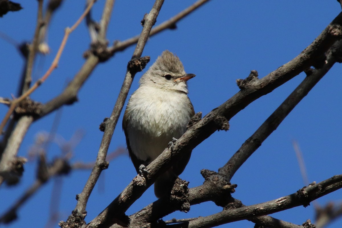 Northern Beardless-Tyrannulet - ML634488485