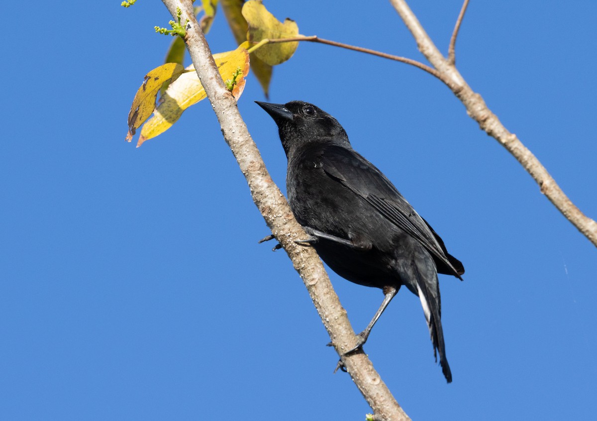 Red-shouldered Blackbird - ML634488486
