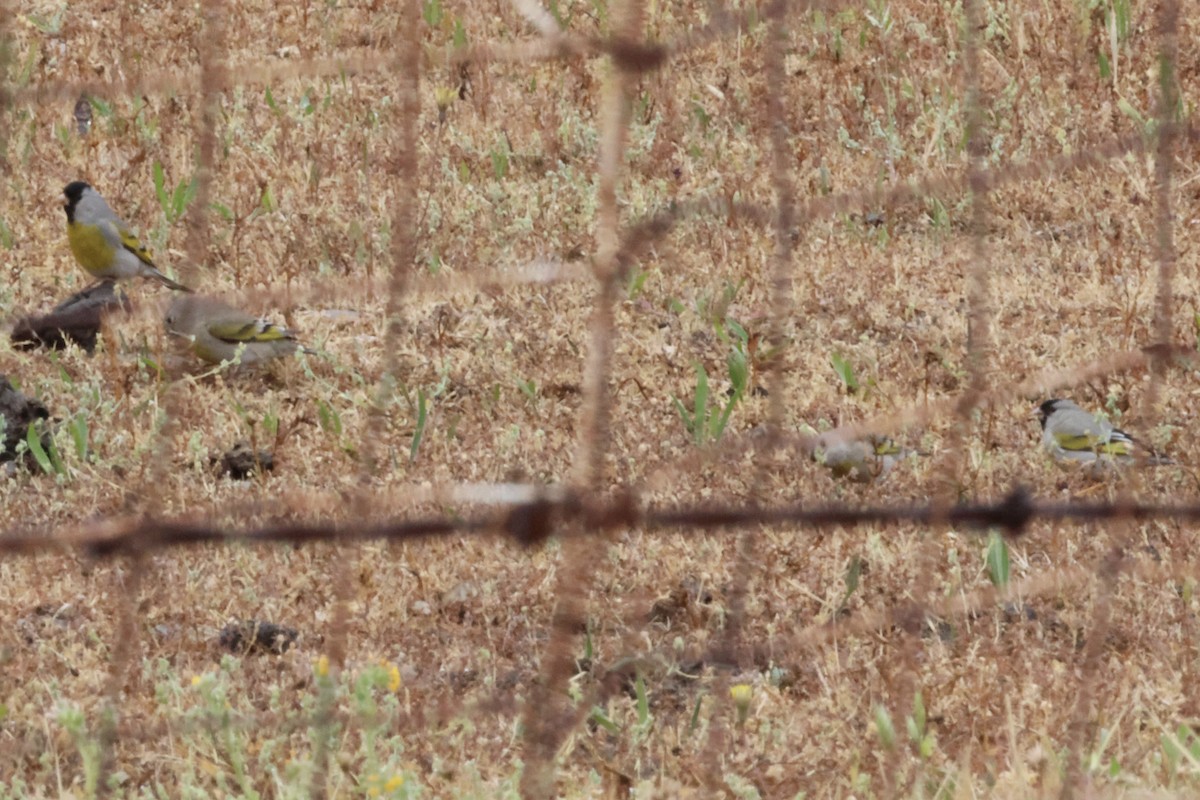 Lawrence's Goldfinch - ML634488624