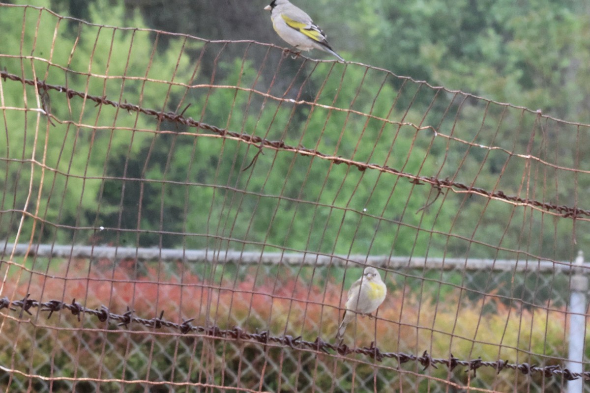 Lawrence's Goldfinch - ML634488632