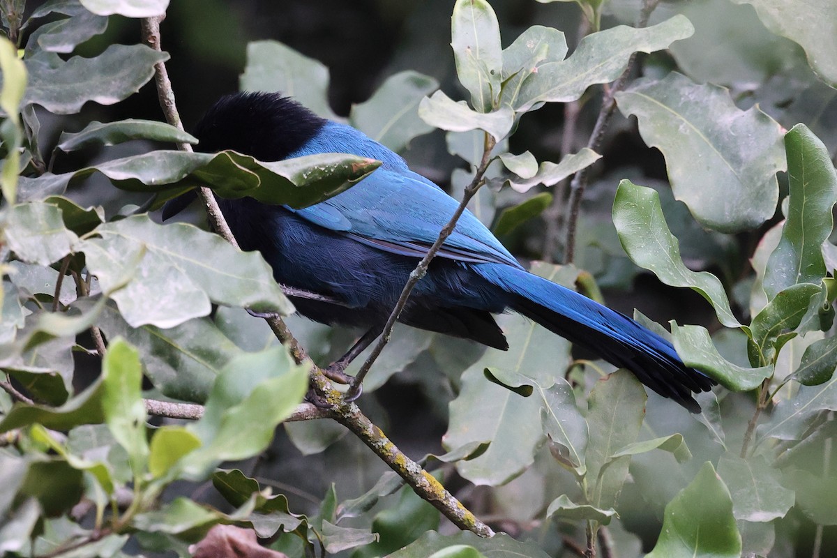 Bushy-crested Jay - ML634488702