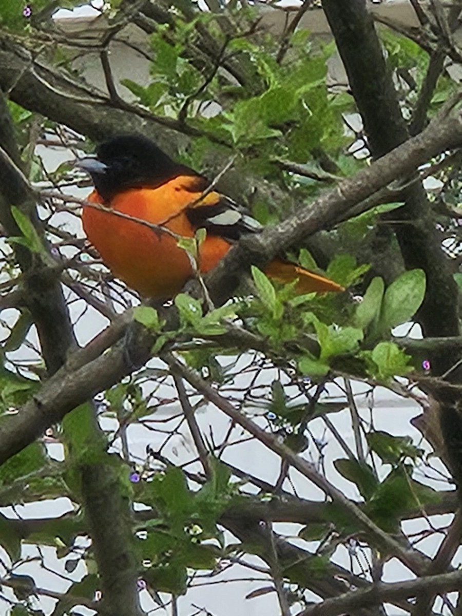 Baltimore Oriole - ML634488849