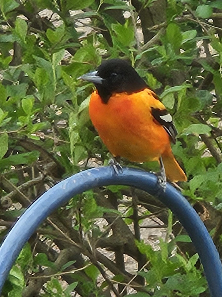 Baltimore Oriole - ML634488850