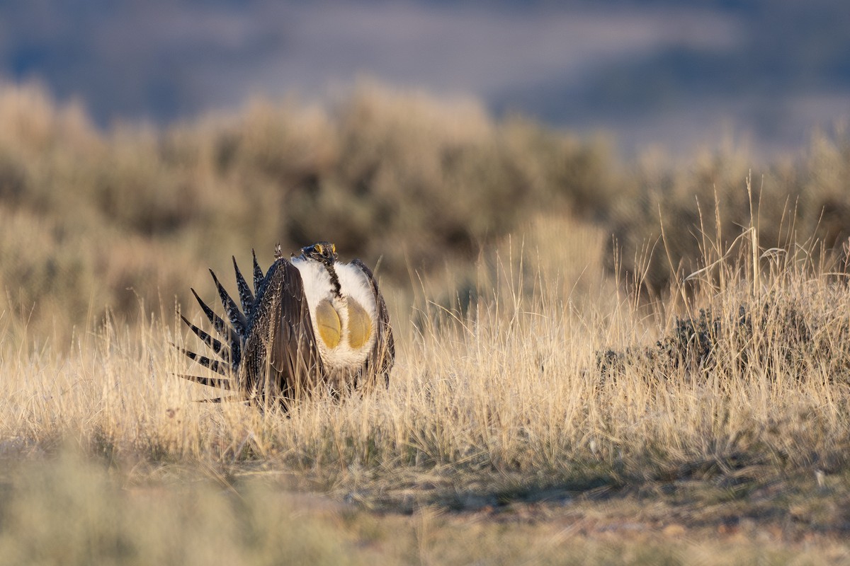 Greater Sage-Grouse - ML634488931